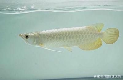 白缸養(yǎng)龍魚（如何維護(hù)龍魚缸水質(zhì)，龍魚缸光照設(shè)置技巧，龍魚缸底砂選擇指南）