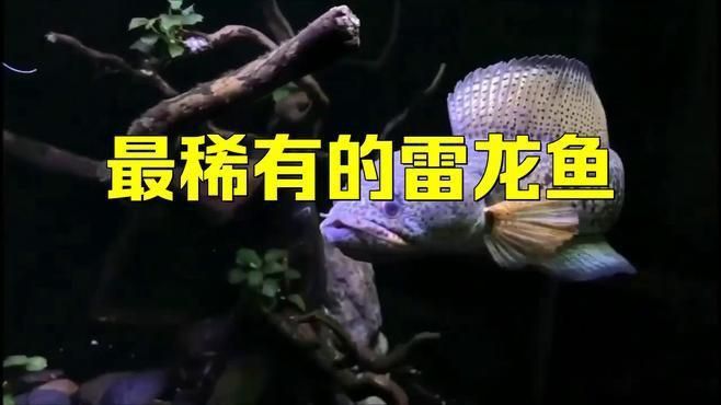 龍魚中哪個品種最稀有？
