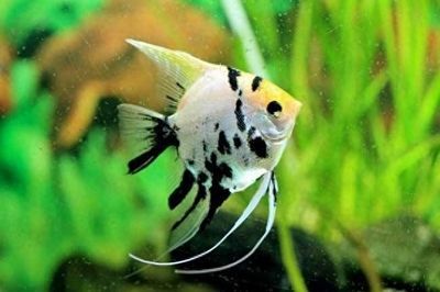 養龍魚的缸能養埃及燕魚嗎（埃及神仙魚可以和龍魚混養嗎，埃及神仙魚可以混養嗎）