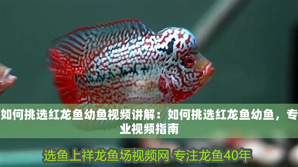 如何挑選紅龍魚幼魚視頻講解：如何挑選紅龍魚幼魚，專業視頻指南
