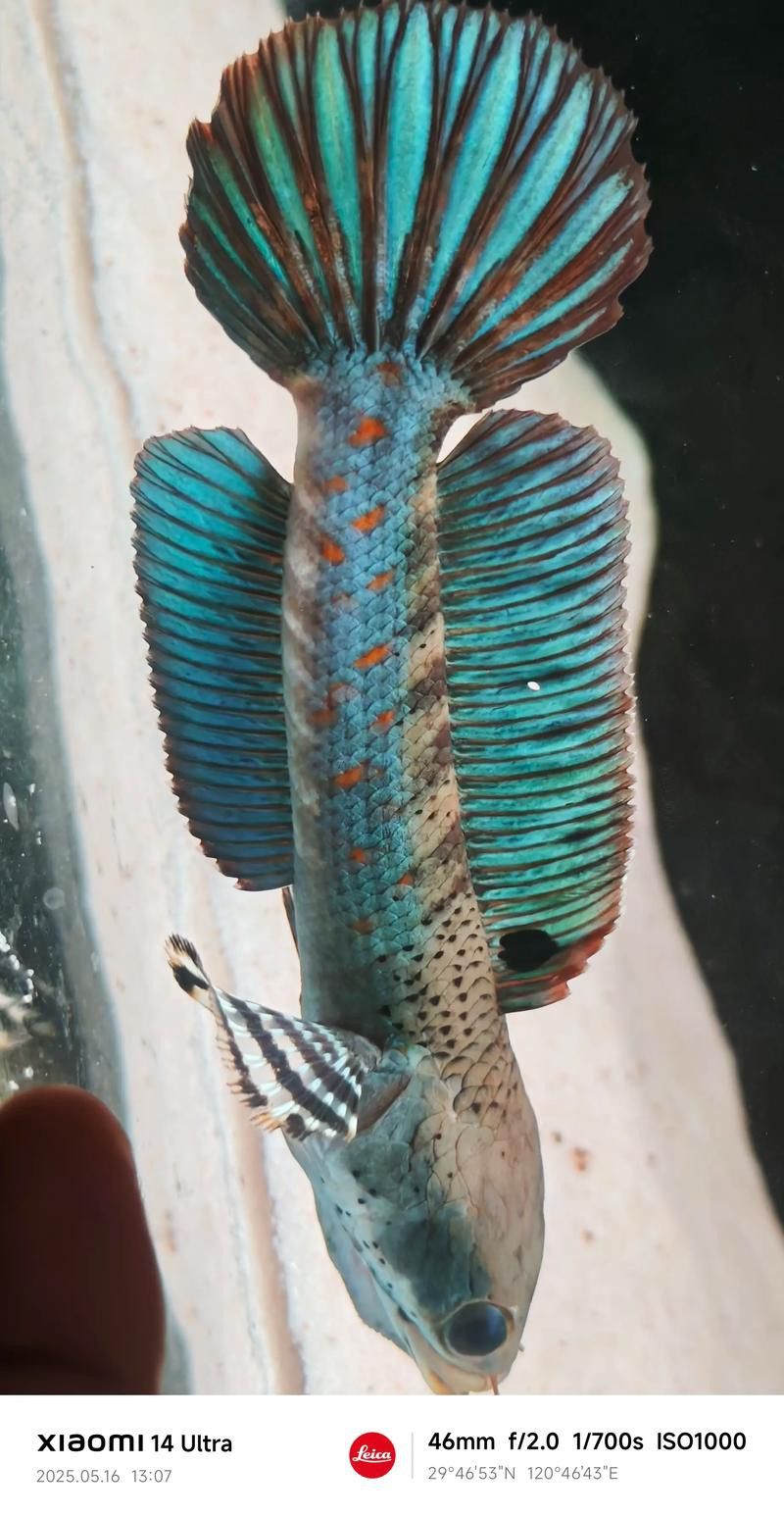 紅寶石雷龍魚圖片大全 紅寶石雷龍魚圖片大全 龍魚百科 第6張