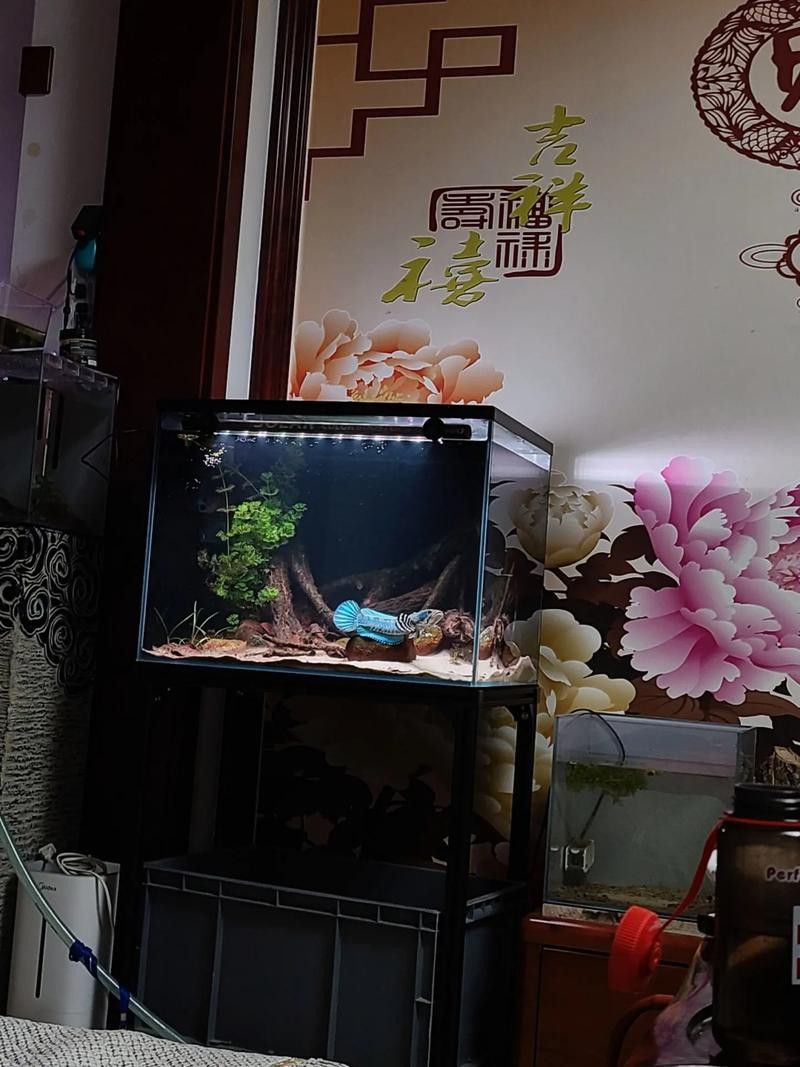 紅寶石雷龍魚圖片大全 紅寶石雷龍魚圖片大全 龍魚百科 第13張