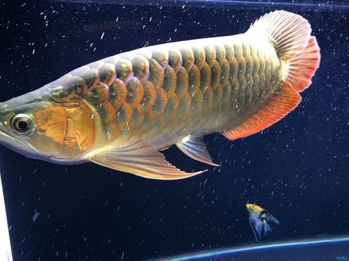 紅龍魚開始發色是什么樣子圖片視頻