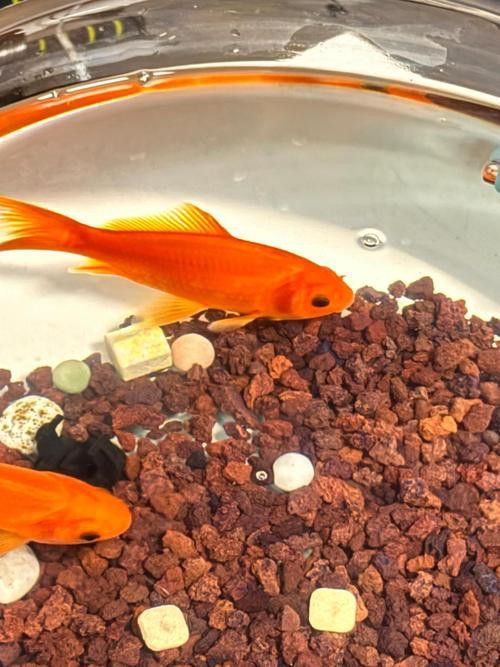 紅龍魚開始發色是什么樣子圖片視頻