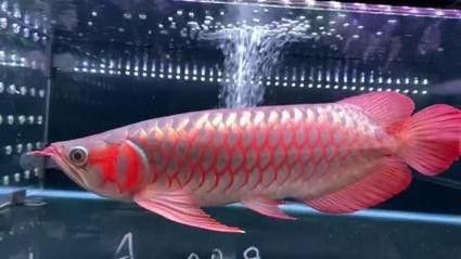 紅龍魚開始發色是什么樣子圖片視頻