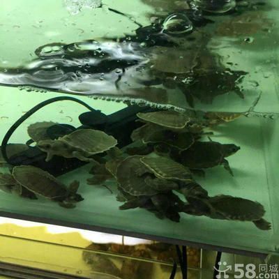 豬鼻龜可以與龍魚混養嗎什么龜能和魚混養嗎：360doc個人圖書館盤點可以與龍魚混養的龜類