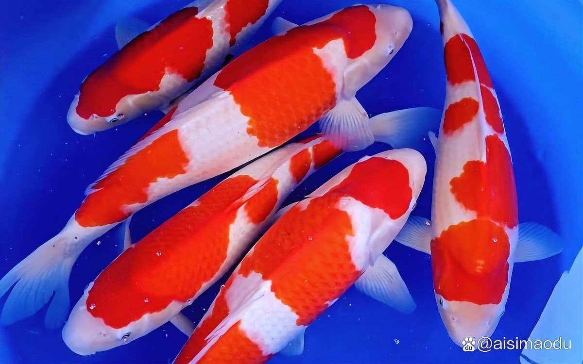 錦鯉魚品種哪些