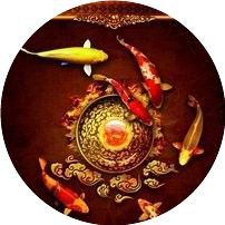 錦鯉魚品種哪些