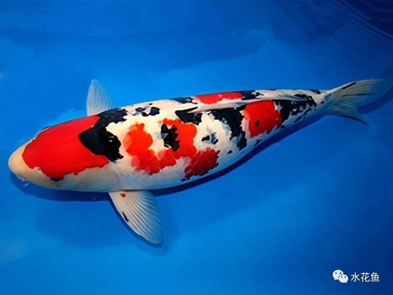 錦鯉魚品種哪些