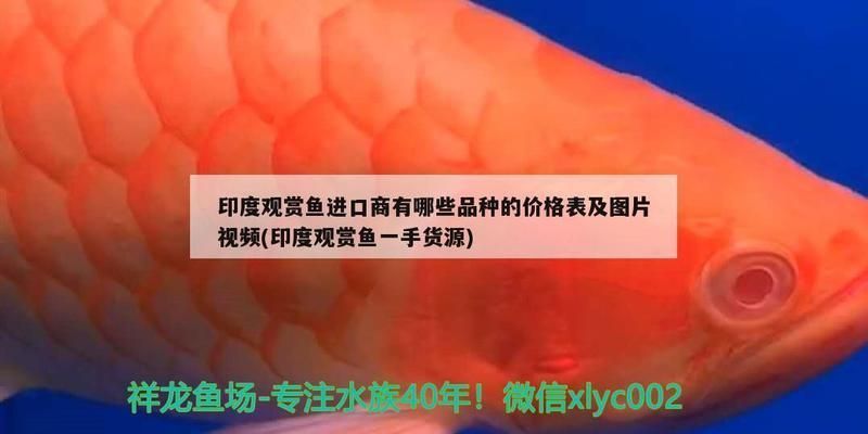 黑魔神雷龍魚飼養溫度：關于黑魔神雷龍魚飼養溫度的一些詳細信息 黑魔神雷龍魚飼養溫度：關于黑魔神雷龍魚飼養溫度的一些詳細信息 龍魚百科 第5張