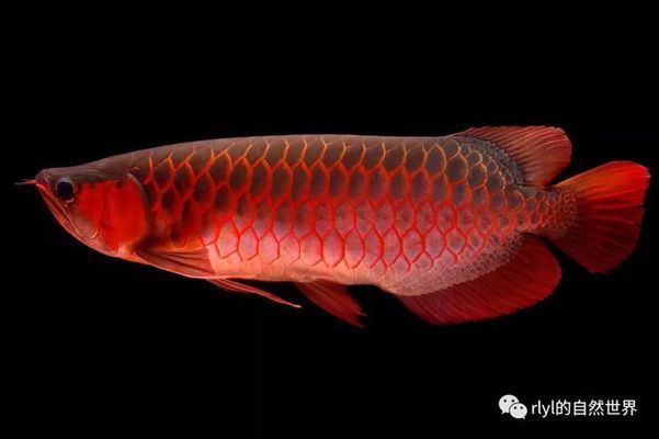 龍魚下游，如何判斷龍魚喜歡的水族燈類型