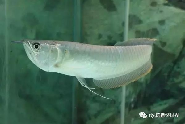 龍魚下游，如何判斷龍魚喜歡的水族燈類型