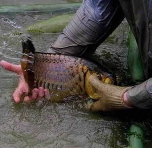養殖龍魚賺錢嗎：養殖龍魚可以作為一種賺錢的項目，具有很高的飼養與觀賞價值