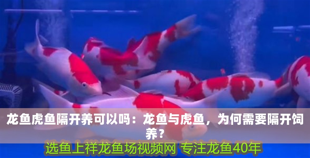 龍魚虎魚隔開養可以嗎：龍魚與虎魚，為何需要隔開飼養？