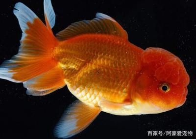 龍魚虎魚隔開養可以嗎：龍魚與虎魚，為何需要隔開飼養？