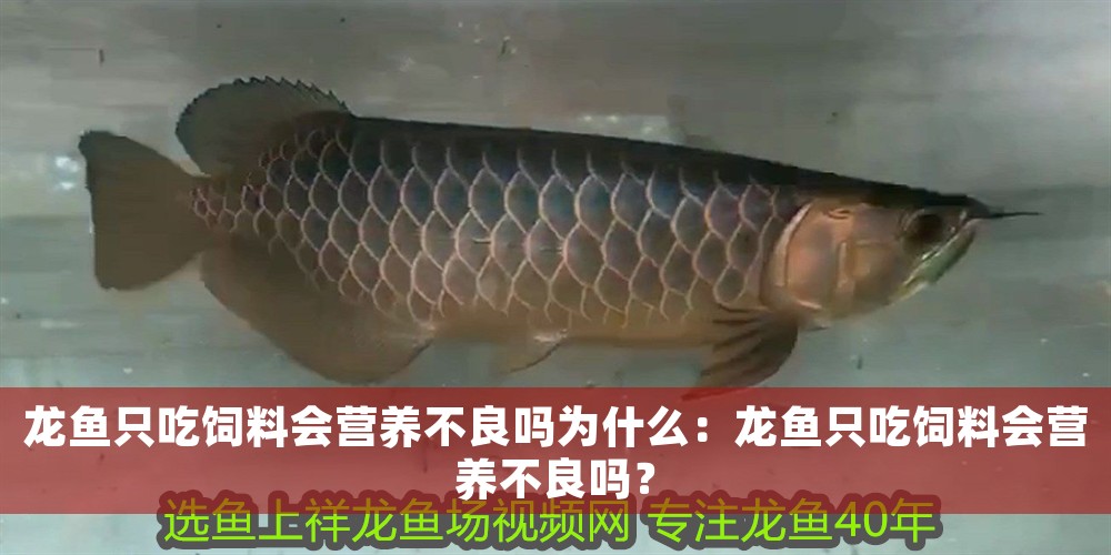 龍魚只吃飼料會營養不良嗎為什么：龍魚只吃飼料會營養不良嗎？