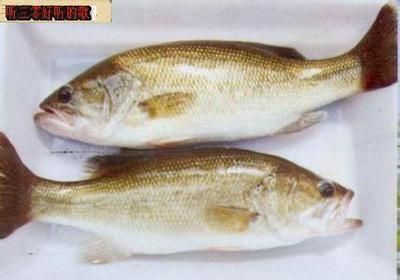 龍魚只吃飼料會營養不良嗎為什么：龍魚只吃飼料會營養不良嗎？