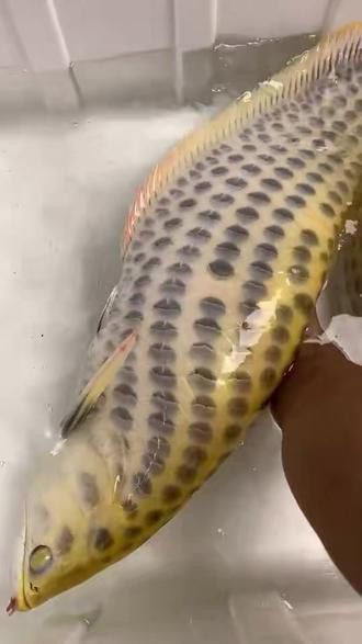 白子銀龍魚價格
