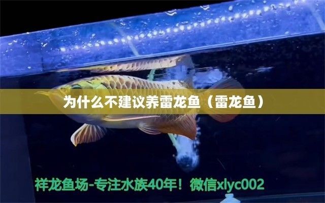 為什么不建議養(yǎng)雷龍魚(yú)：不建議養(yǎng)雷龍魚(yú)的幾個(gè)原因