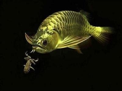 龍魚多少天不喂會死：關(guān)于龍魚不喂食是否會死的詳細(xì)信息