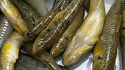 龍魚多少天不喂會死：關(guān)于龍魚不喂食是否會死的詳細(xì)信息