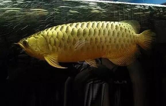 龍魚多少天不喂會死：關(guān)于龍魚不喂食是否會死的詳細(xì)信息