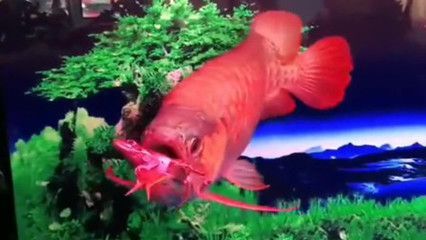 龍魚多少天不喂會死：關(guān)于龍魚不喂食是否會死的詳細(xì)信息