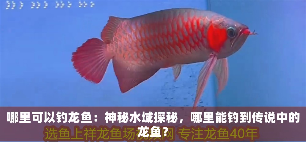 哪里可以釣龍魚：神秘水域探秘，哪里能釣到傳說中的龍魚？