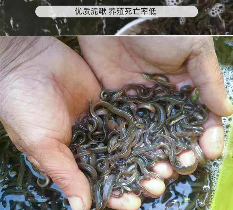 龍魚喂泥鰍好處和壞處：喂食泥鰍對龍魚有一定的益處嗎？
