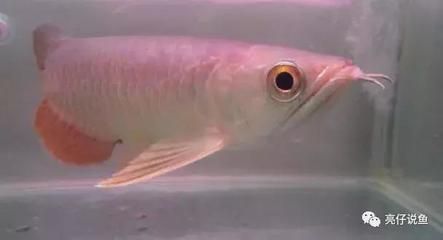 龍魚發色階段詳解大全圖片及價格表：龍魚發色階段以及價格