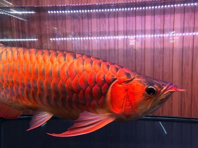 龍魚會長大嗎：龍魚是否會長大