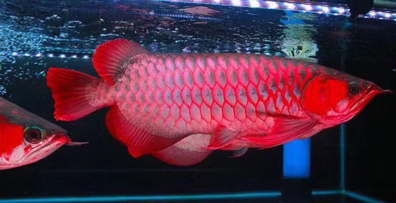 龍魚會長大嗎：龍魚是否會長大