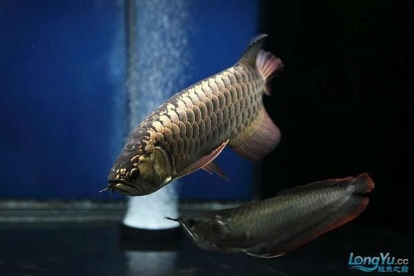龍魚會長大嗎：龍魚是否會長大