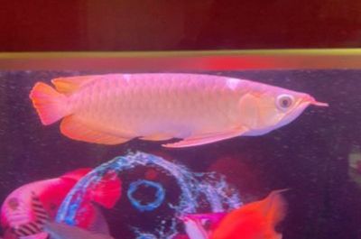 紅龍魚多久換一次水（紅龍魚的換水頻率并不是固定不變的，而是取決于多種因素）