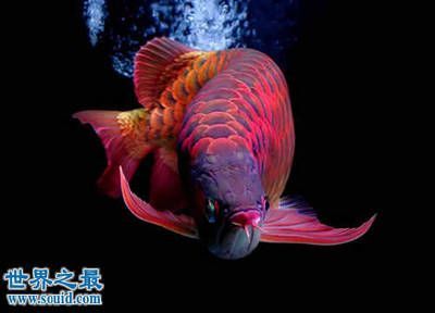 當(dāng)您決定不再飼養(yǎng)龍魚時(shí)，有幾種可能的選擇是您可以考慮的一些方法：如果你決定不再飼養(yǎng)龍魚時(shí)，有幾種可能的選擇