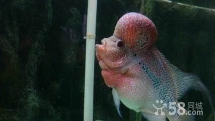 當(dāng)您決定不再飼養(yǎng)龍魚時(shí)，有幾種可能的選擇是您可以考慮的一些方法：如果你決定不再飼養(yǎng)龍魚時(shí)，有幾種可能的選擇