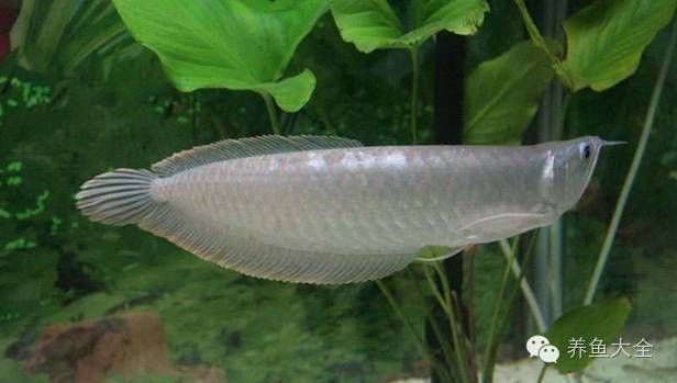 銀龍魚一般能活幾年