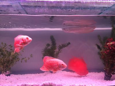 有能和銀龍魚一樣養的清道夫嗎(哪些魚可以和銀龍魚一起養?) 龍魚百科 第4張 有能和銀龍魚一樣養的清道夫嗎(哪些魚可以和銀龍魚一起養?) 有能和銀龍魚一樣養的清道夫嗎(哪些魚可以和銀龍魚一起養?) 龍魚百科 第4張