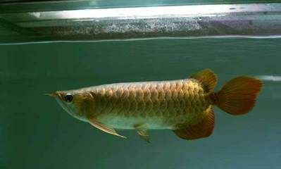 養紅龍魚用頂燈還是側燈好：養紅龍魚用頂燈還是側燈好呢？