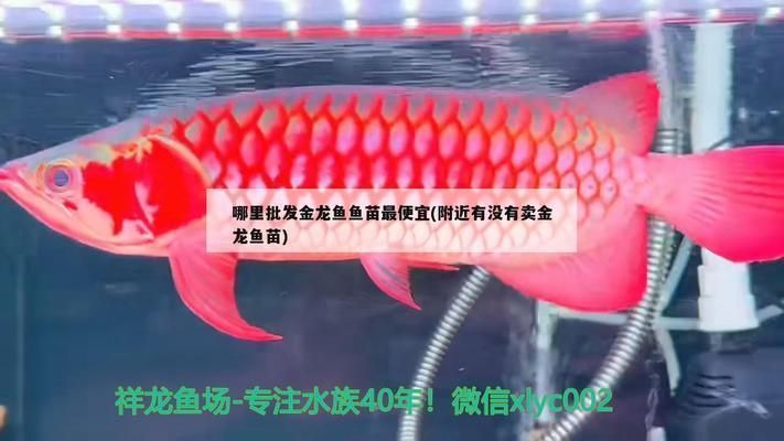 龍魚魚苗哪里批發便宜又好:廣州周邊優質漁場推薦 龍魚百科 第3張 龍魚魚苗哪里批發便宜又好:廣州周邊優質漁場推薦 龍魚魚苗哪里批發便宜又好:廣州周邊優質漁場推薦 龍魚百科 第3張