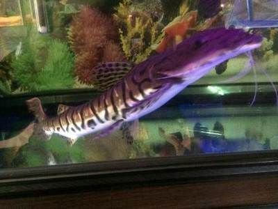 紅鴨嘴龍魚：關(guān)于紅鴨嘴龍魚的一些詳細(xì)信息