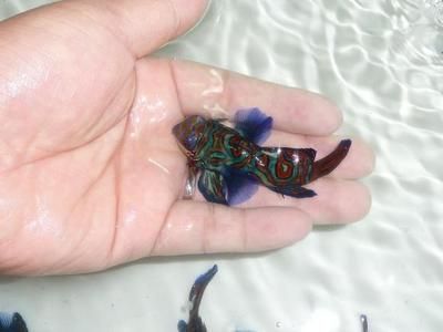 紅鴨嘴龍魚：關(guān)于紅鴨嘴龍魚的一些詳細(xì)信息