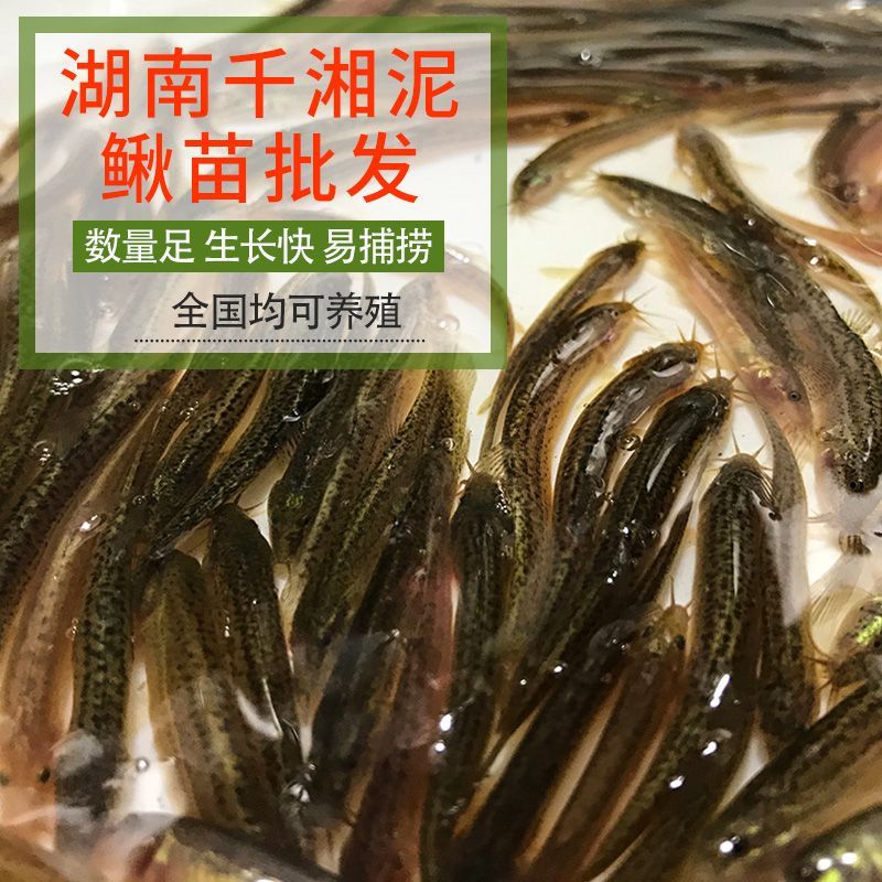 龍魚小苗適合吃什么東西：龍魚小苗在成長過程中需要攝取足夠的營養(yǎng)以支持其快速生長和發(fā)育
