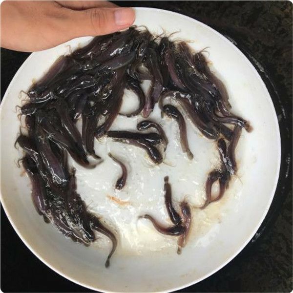 龍魚小苗適合吃什么東西：龍魚小苗在成長過程中需要攝取足夠的營養(yǎng)以支持其快速生長和發(fā)育