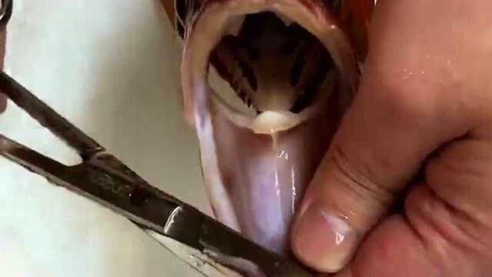 龍魚兜嘴做手術管用不：龍魚兜嘴手術的風險