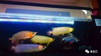 剛回來的龍魚晚上關燈嗎（剛接回家的龍魚，晚上是否應該關燈，不同的魚友有不同的看法和建議）