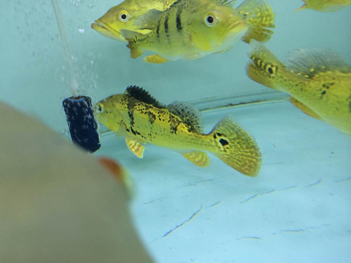 龍魚什么時候開始發色的：龍魚發色與光照的關系，不同品種龍魚發色特點