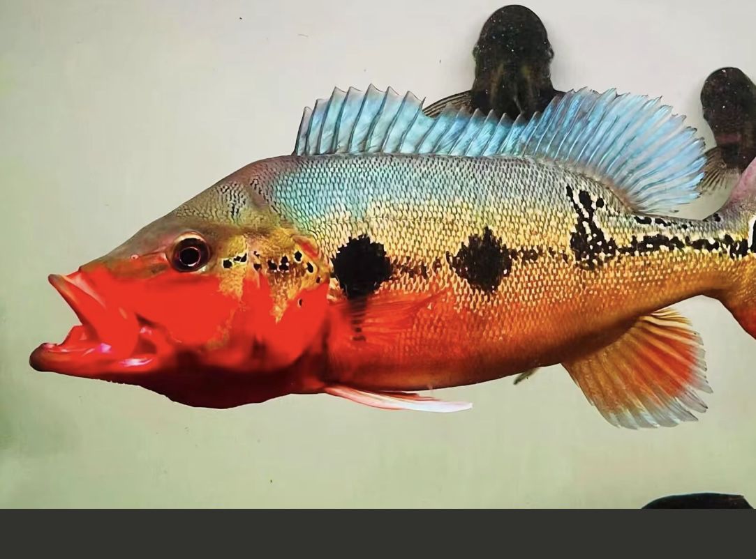 龍魚什么時候開始發色的：龍魚發色與光照的關系，不同品種龍魚發色特點