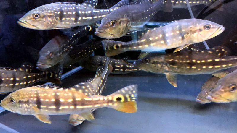 龍魚什么時候開始發(fā)色的：龍魚發(fā)色與光照的關(guān)系，不同品種龍魚發(fā)色特點