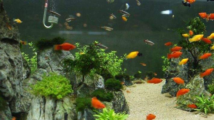 什么品種紅龍魚最貴最好養(yǎng)（什么品種紅龍魚最貴最好養(yǎng)活）